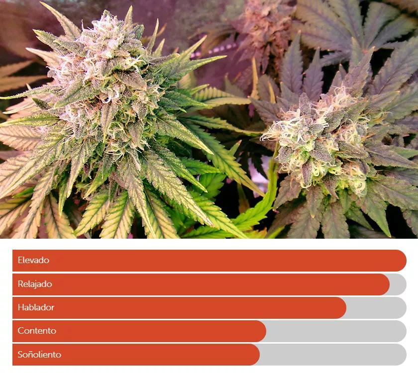 MAUI: ​​​​​​Eleva el espíritu y es suave como la seda. Adecuada para la ansiedad social. Se dice que es perfecta para afrontar esa primera cita con alguien que te gusta.
