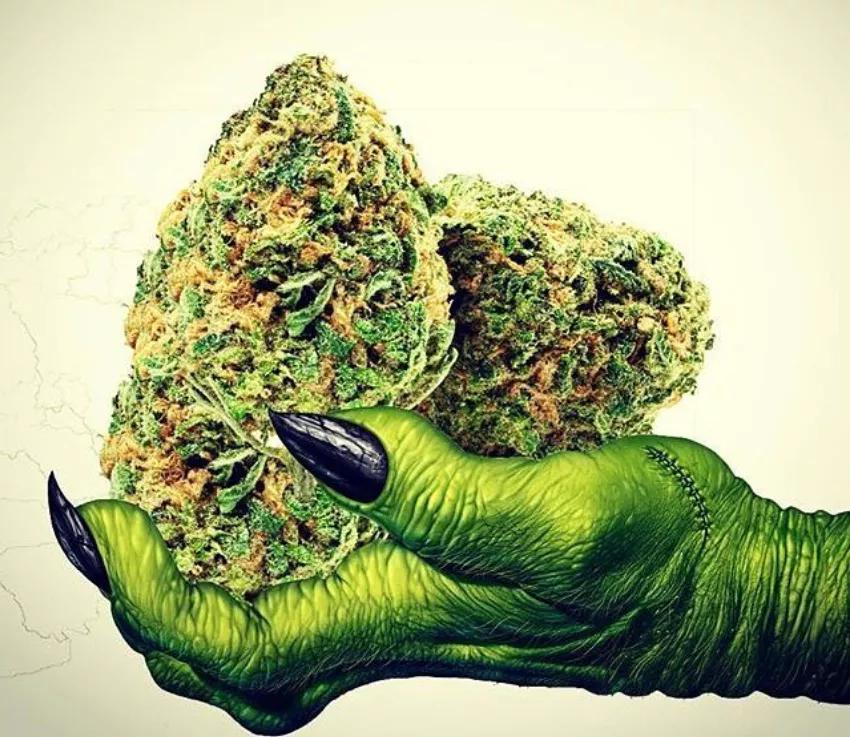 WHITE WIDOW: Euforia y energía es lo que esta popular variedad híbrida te va a ofrecer.