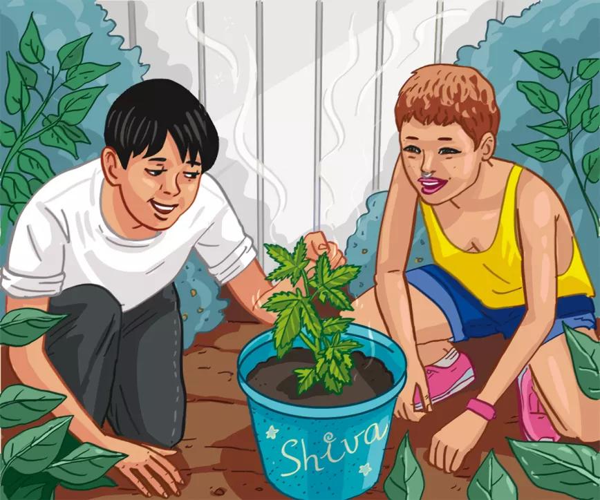 Planta de marihuana Shiva