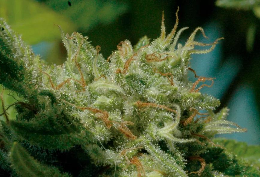 Las glándulas de resina brillan como diamantes