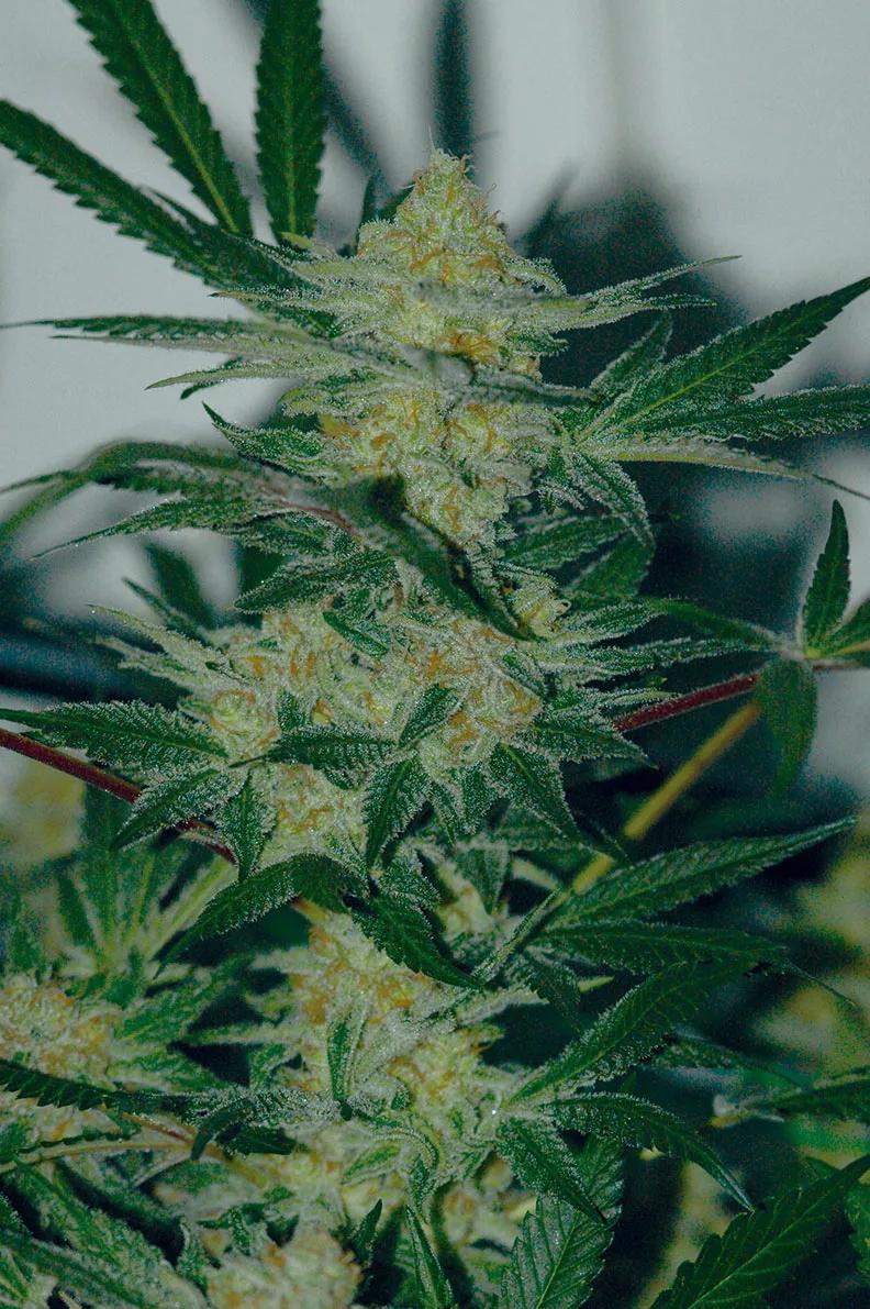 Las pequeñas hojas resinadas para hacer hachís