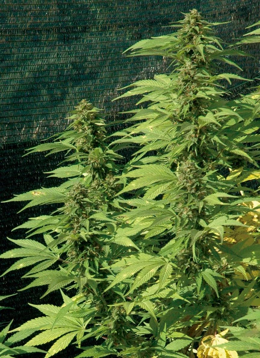 Algunas variedades tienen más hojas que manicurar que otras