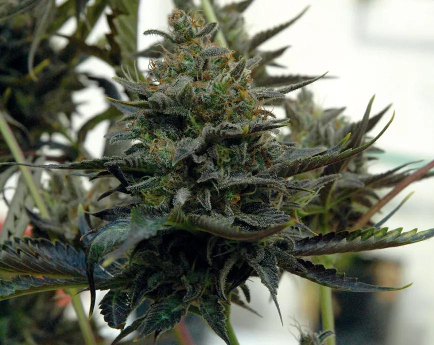 Los colores rojizos o púrpuras de algunas variedades se deben principalmente a las antocianinas