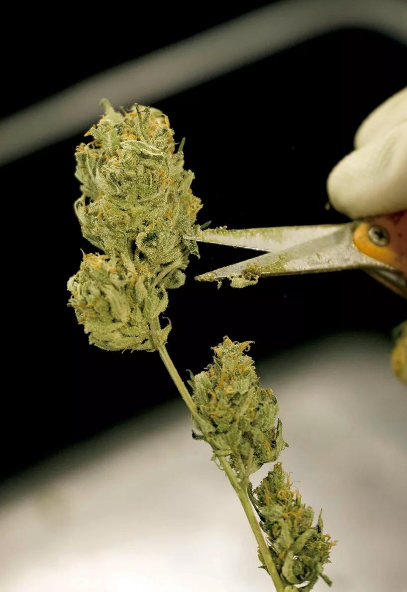 Una buena tijera y paciencia son el secreto de la manicura.