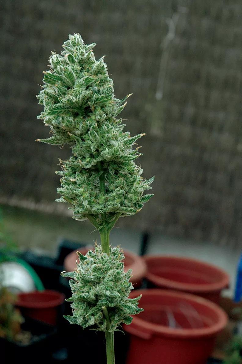 Cogollo manicurado, listo para colgar en el secadero