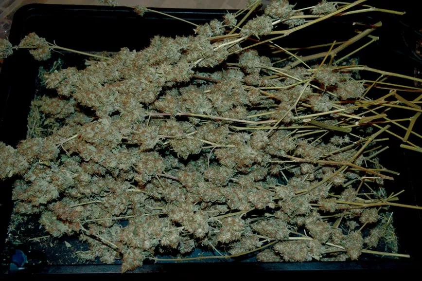 Cuando las ramas se hayan secado, hay que separar los cogollos del tallo y guardarlos en botes herméticos