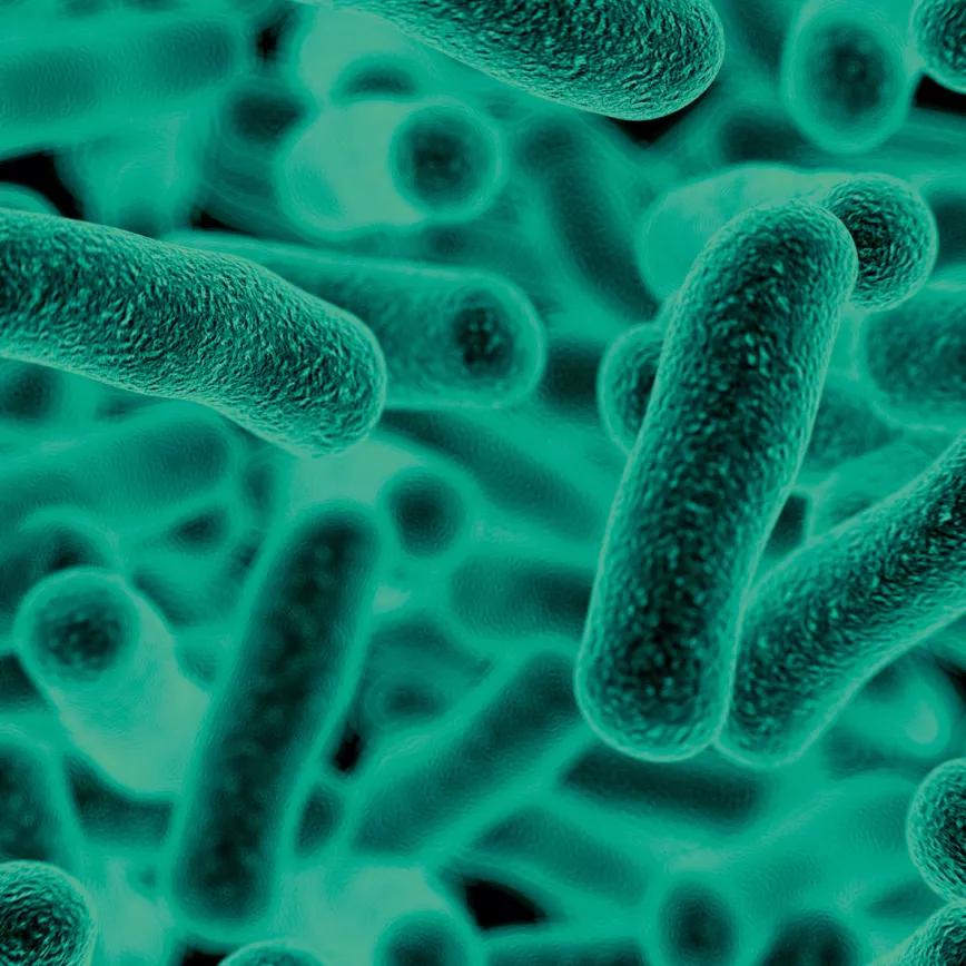 Lactobacillus bulgaricus, en el microscopio electrónico