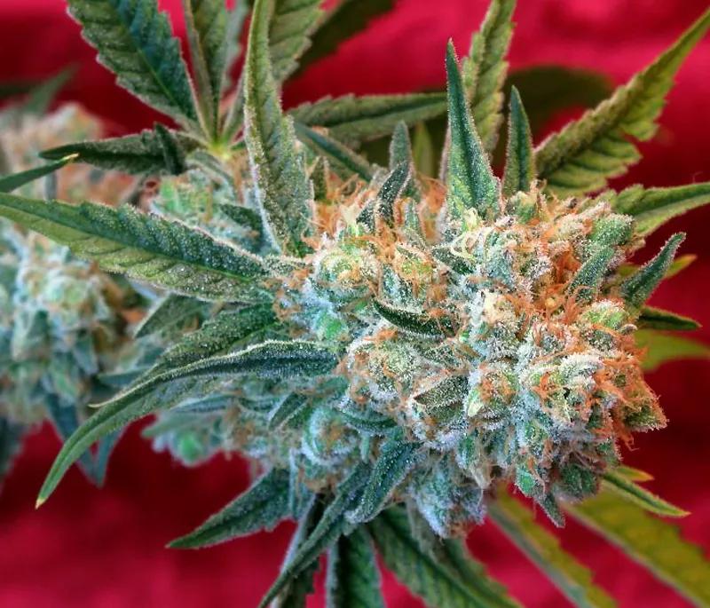 DANCEHALL: 1:1 THC:CBD ratio en esta híbrida que también sufrió un espectacular ascenso de búsquedas. Relaja pero con un punto energizante.