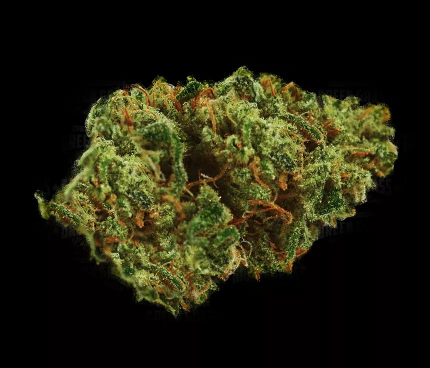 THE WIFE: Ha pasado de ser una planta “bajo el radar” a crecer el interés y su búsqueda en un 567% en el año pasado. 20:1 de ratio CBD:THC. Se le asocia con el alivio del dolor y la náusea, especialmente en casos de paciente que debe utilizar quimioterapia.