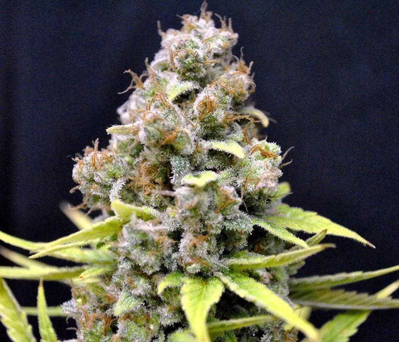 CBD SHARK: Índica de 1:1 de ratio entre CBD y THC. Se usa para el dolor, la ansiedad o la inflamación. Esta es de las que te coloca.