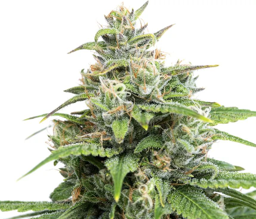 REMEDY: Gran efecto de relajación en esta índica. Su nombre debería corresponderse con su efecto, un remedio.