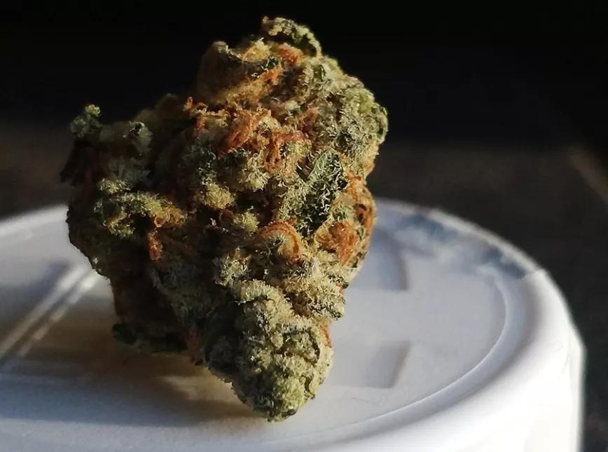 KINKY KUSH: Índica con una cantidad considerable de THC para que no solo no salgas del sofá sino que el sofá tire de tí. Y con mucho THC nos referimos a entre 25 y 28%.