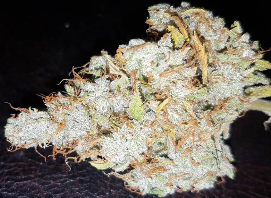 Auto Critical Orange Punch de Dutch Passion: Variedad que se ha hecho bastante popular por su velocidad de crecimiento: 75 días.