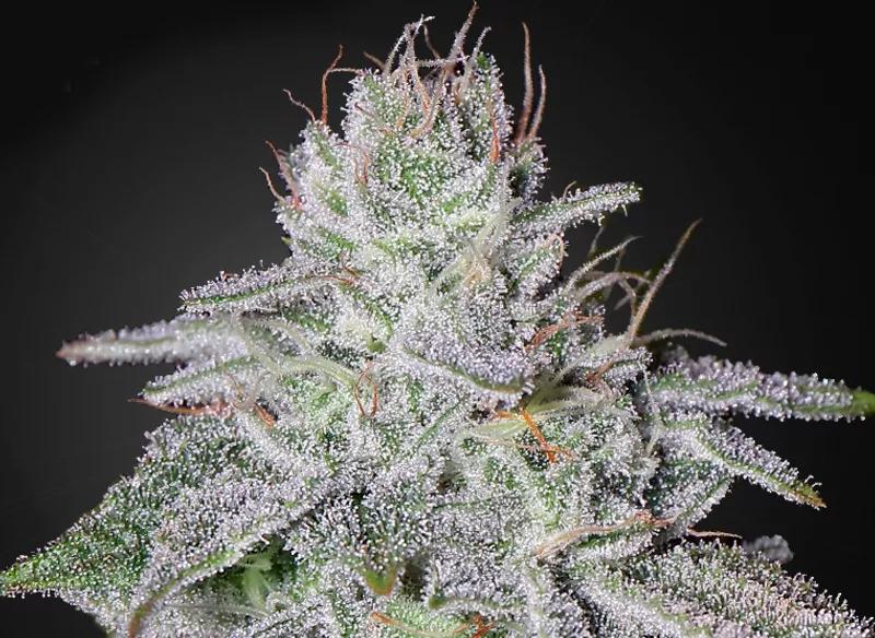 Franco’s Lemon Cheese de Green House Seed Company: Una variedad cultivada en honor de Francisco Lonja, el conocido “cazador de variedades” que por desgracia  falleció hace poco. Pega pronto y duran bastante sus efectos.