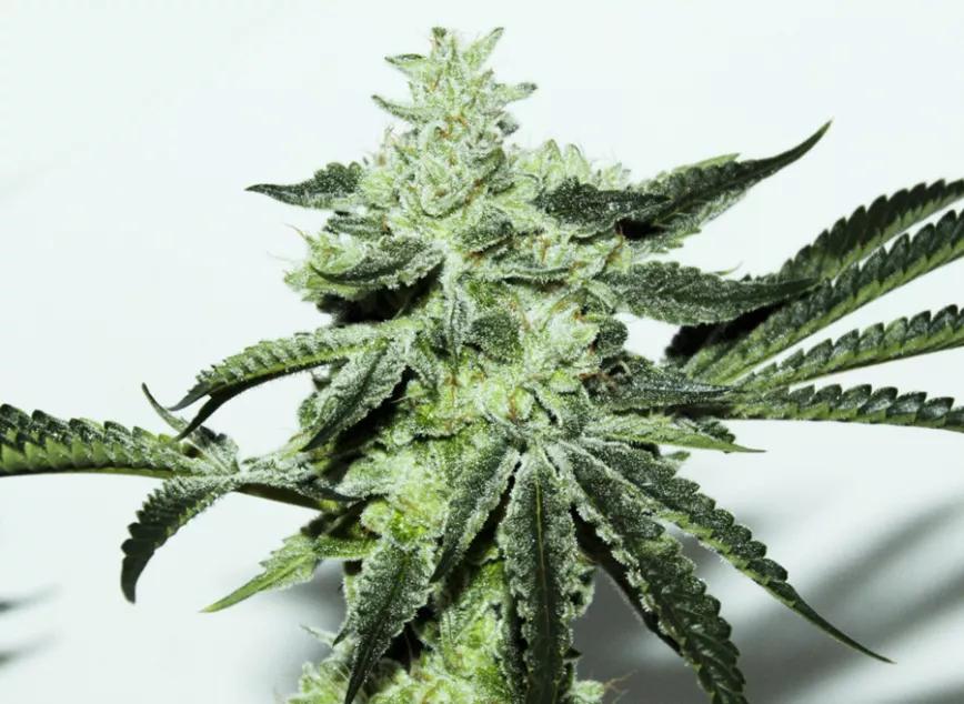 Dosi Sherbet de Elev8 Seeds: Es una mezcla entre 2 Scoops (Grape Sherbet x Orange Sherbet) y Dosidos. Sus terpenos huelen a caramelo muy dulce y helado de frutas.