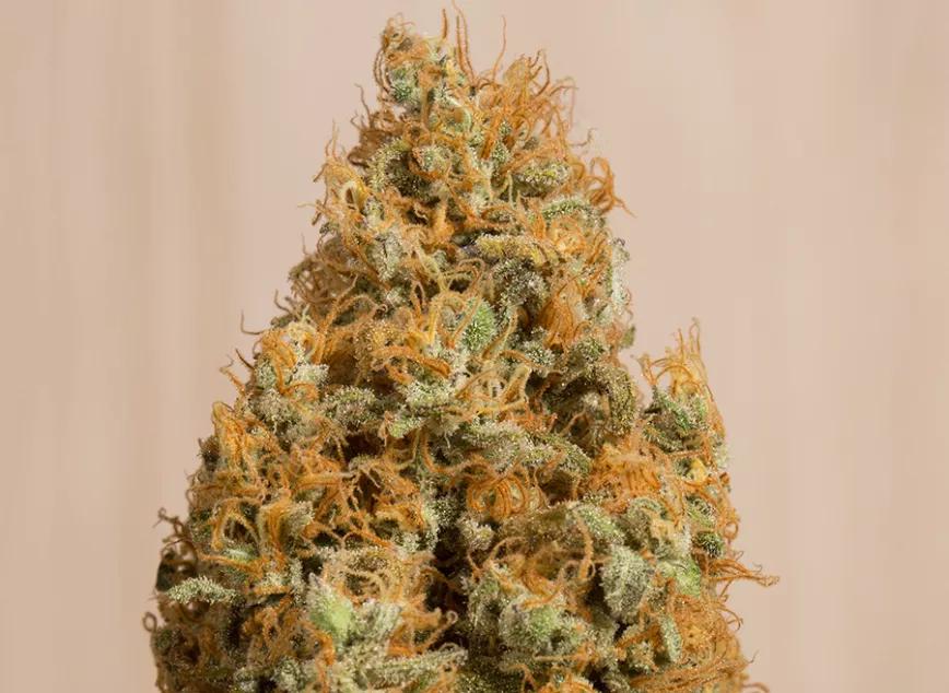 Green Crack CBD de Humboldt Seed Organization: Una versión rica en CBD de las clásicas variedades de NorCal. Da un total de 16% CBD con 6% THC. Un buen combo para el 2019.