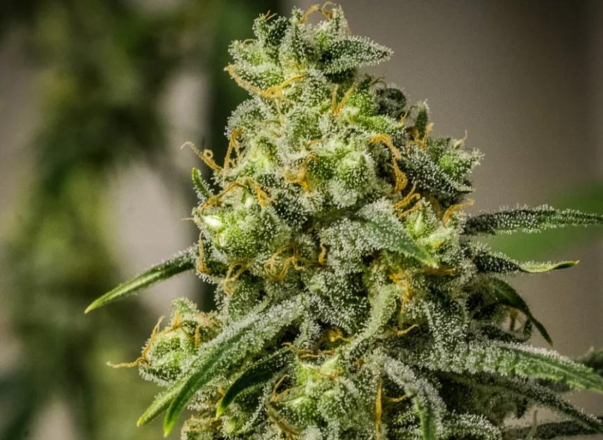 Rosetta Stone XX de Brothers Grimm Seeds: Esta legendaria empresita volvió en 2015 para traernos sabrosas variedades. Rosetta Stone es una de ellas. Mezcla de Jack Herer y Cinderella 99 crearon una estupenda variedad con abundante resina, estable y que se cultiva en poco tiempo.