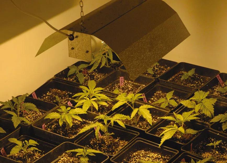 El cultivo en interior durante el invierno permite cosechar en una época en que es imposible cultivar fuera