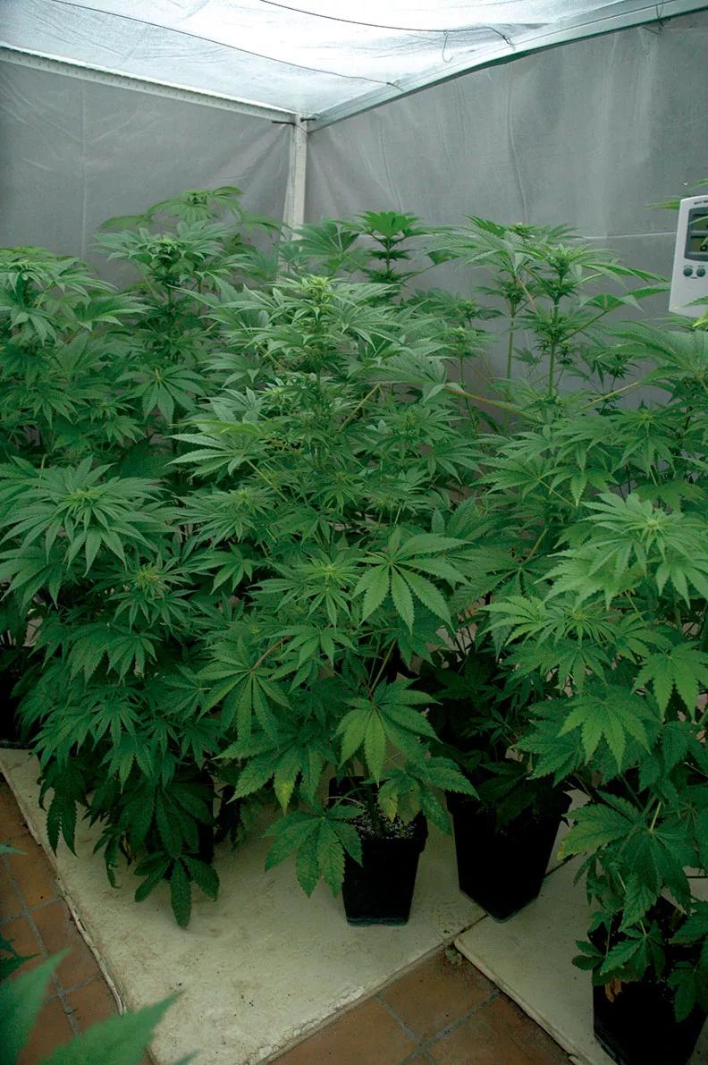 Un invernadero en zonas cálidas permite realizar cosecha de primavera