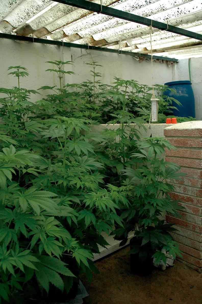 Pequeña construcción transformada en invernadero sustituyendo el techo por paneles traslúcidos