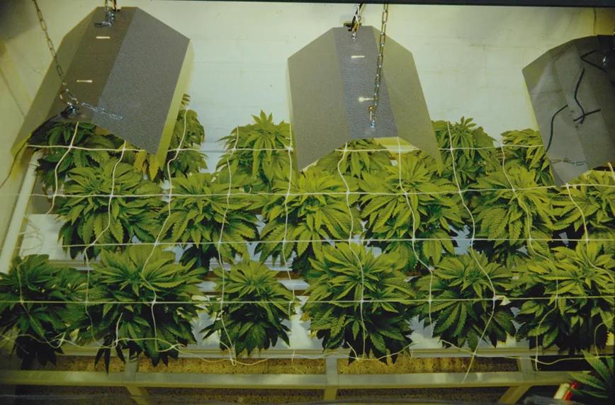 Sistema NFT hidropónico con tres lámparas de 400W