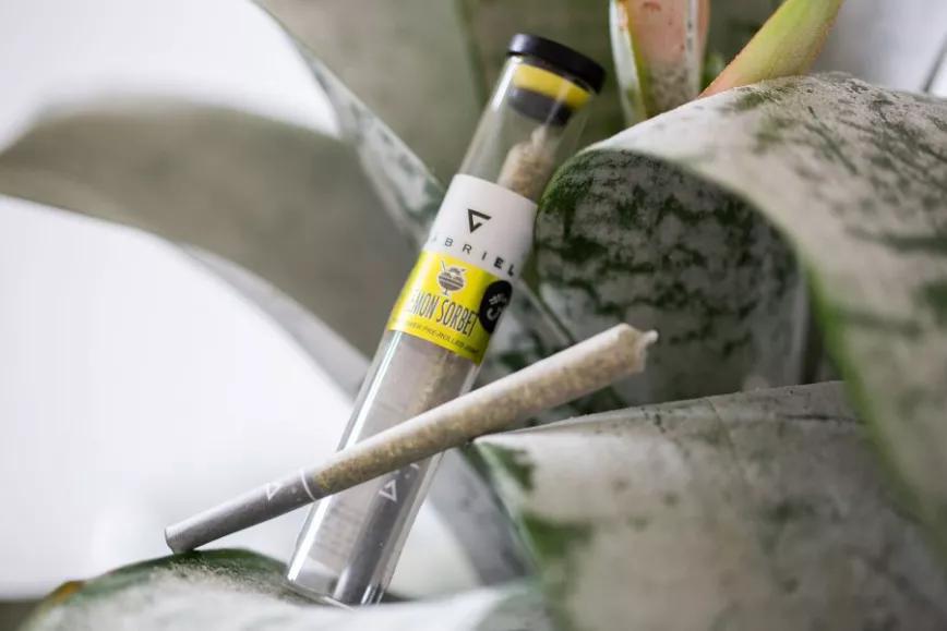 Lemon Sorbet #3 de Gabriel: Con sabor a limón (¡Qué sorpresa!). Cuidado, pega duro como un demonio de la velocidad.