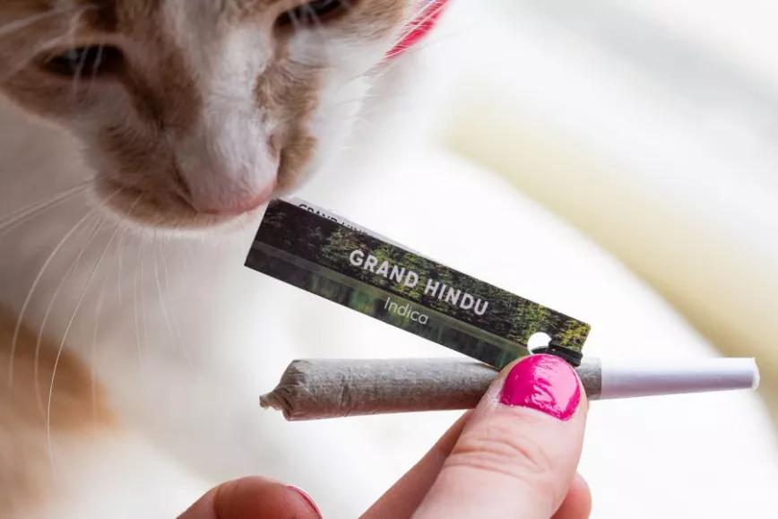 Grand Hindu de Burnwell: Sabor a uva que da fuerte en tu quijotera con un solo cancrillo (el redactor dice que “te sube bien a la cabeza con solo fumarte un porro”)