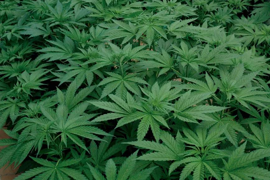 Plantas con buena salud