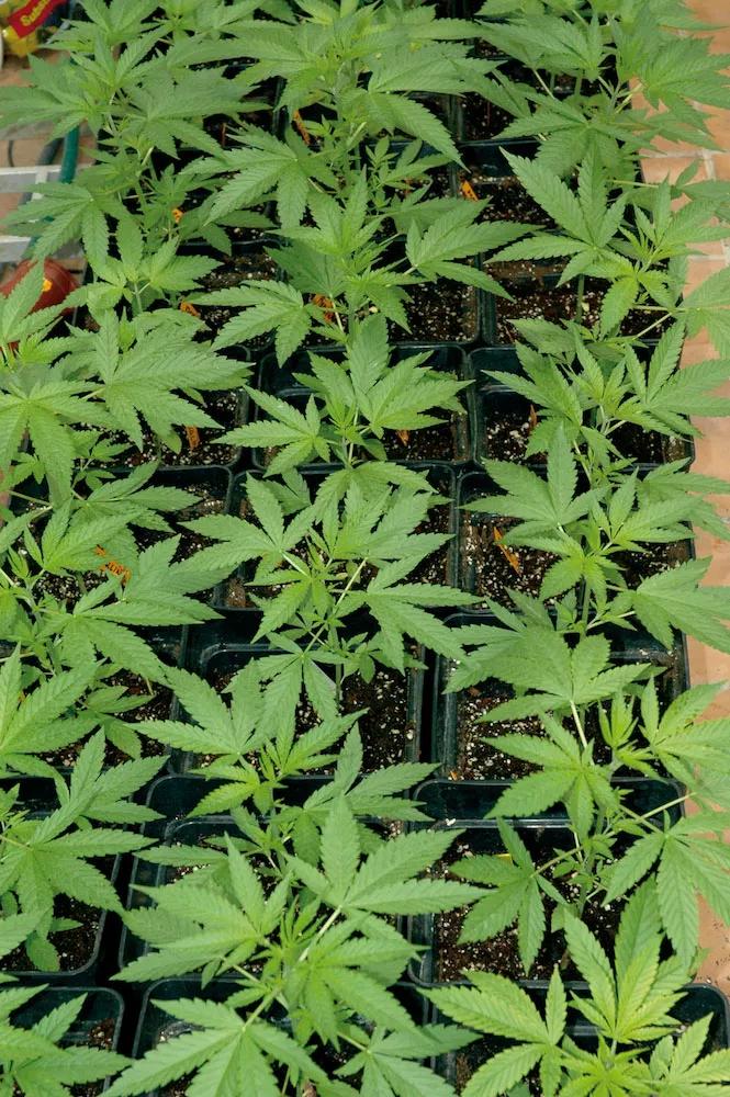 Prevención de plagas