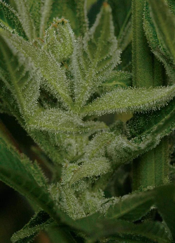 Cannabis potente, seguro y sano