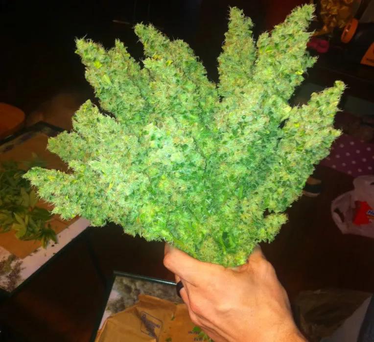 Ramo de flores con cogollos: no os recomendaremos que le deis este ramo a vuestro amor para pedir matrimonio, pero ¿para invitar a la pareja a fumarse unos canutos en San Valentín? ¡Adelante!