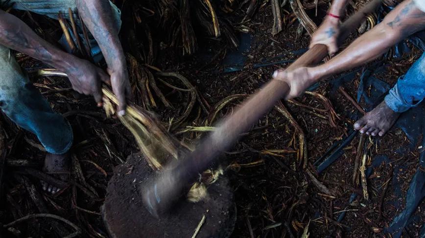 Ayahuasca procedente de la selva