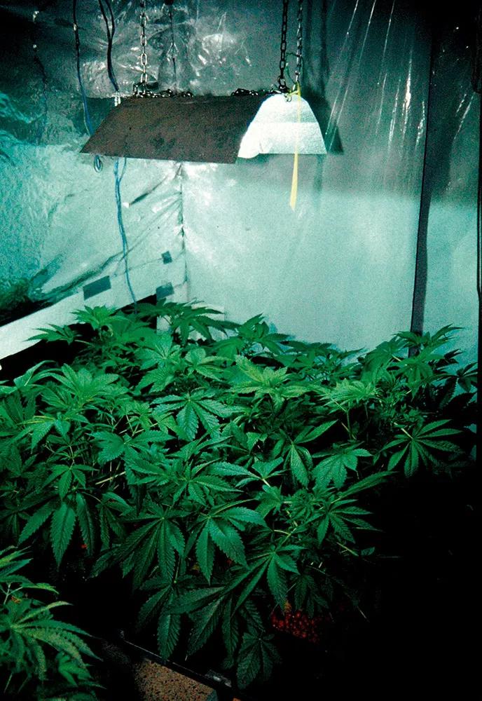 Cuanto más cerca esté la lámpara de las plantas, más luz podrán aprovechar