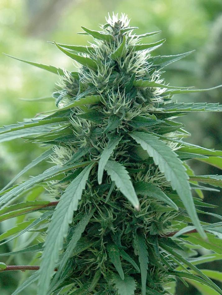 Marihuana cultivada orgánicamente