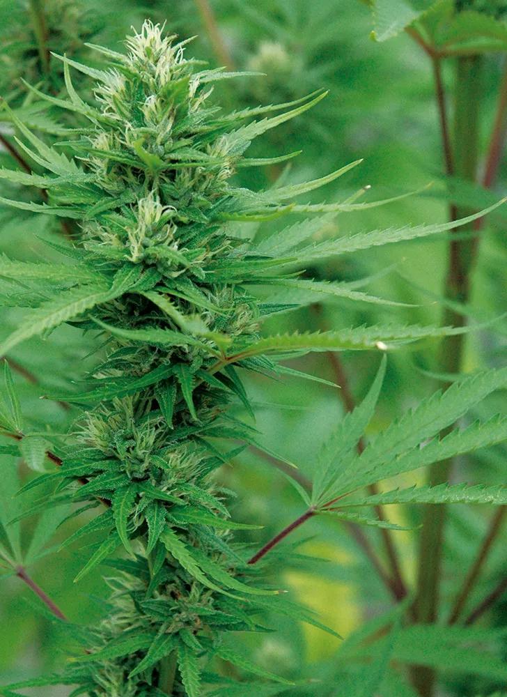 Variedad sensible al exceso de abono químico 