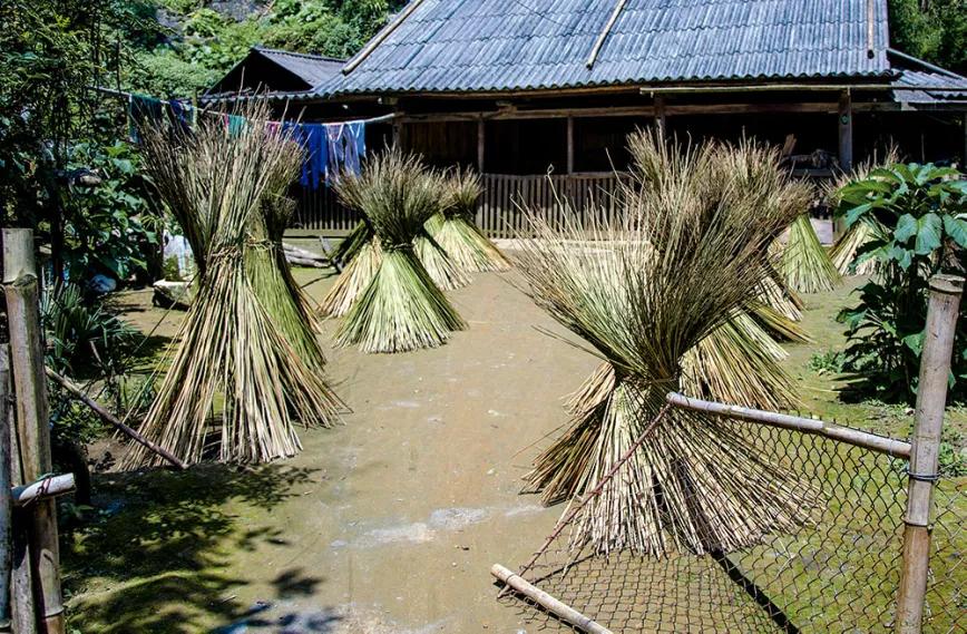 Cáñamo cosechado