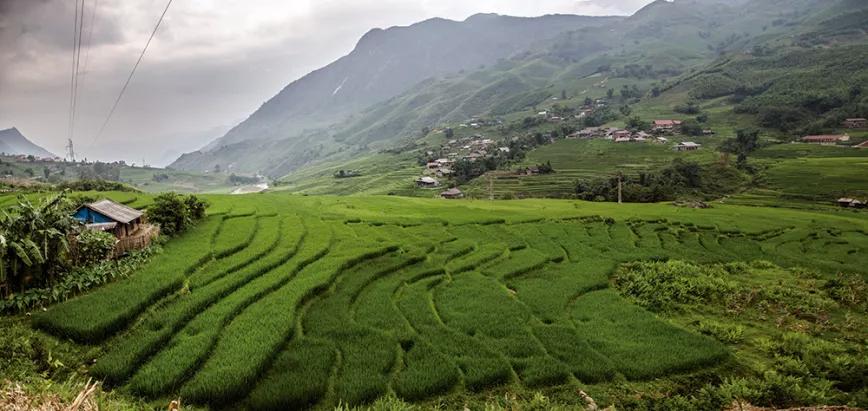 Campo vietnamita de cáñamo