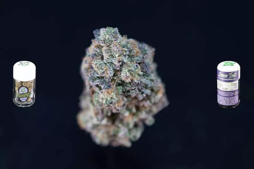 Mejor Híbrida: Lemon Trill de Lumpy’s Flower