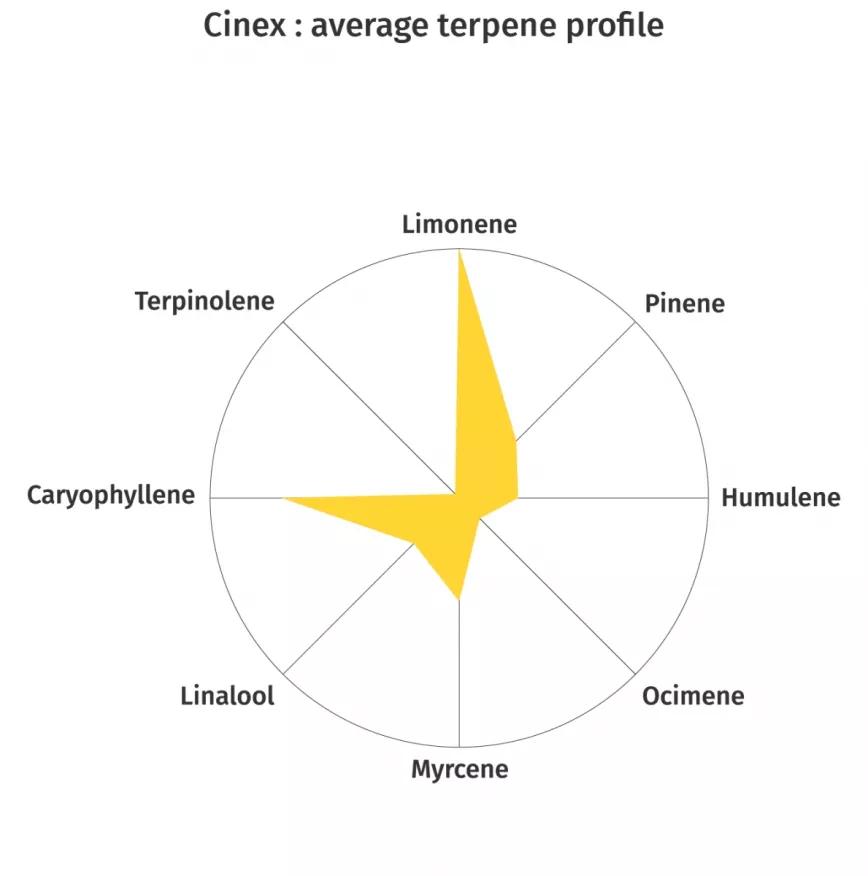 Cinex:  Otra híbrida dominante de THC cruce de Cinderella99 y Vortex. Tiene bastante de limoneno y cariofileno, lo que le da un potente sabor a terroso con un toque de frescor a limón. Anima al espíritu.