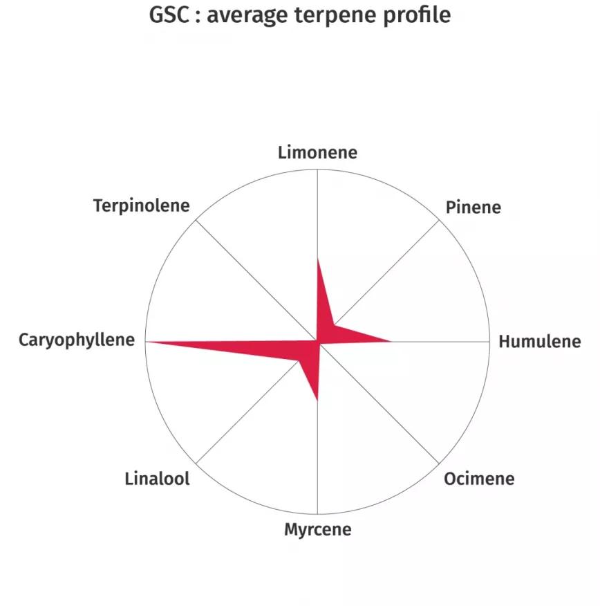 GSC: Las Girl Scout Cookies, o solo Cookies, son mezcla de Poison y OG Kush. Dulce olor a tierra y influencias herbales. Los terpenos que dominan son el limoneno, cariofileno y el humuleno. Mucho THC en cada calada para un potente subidón.