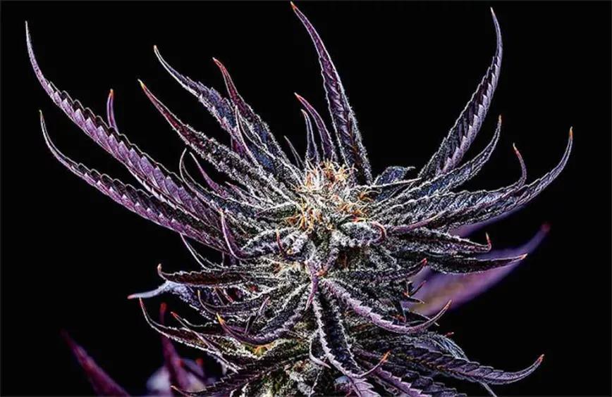 Taffy by Dabsel Adams