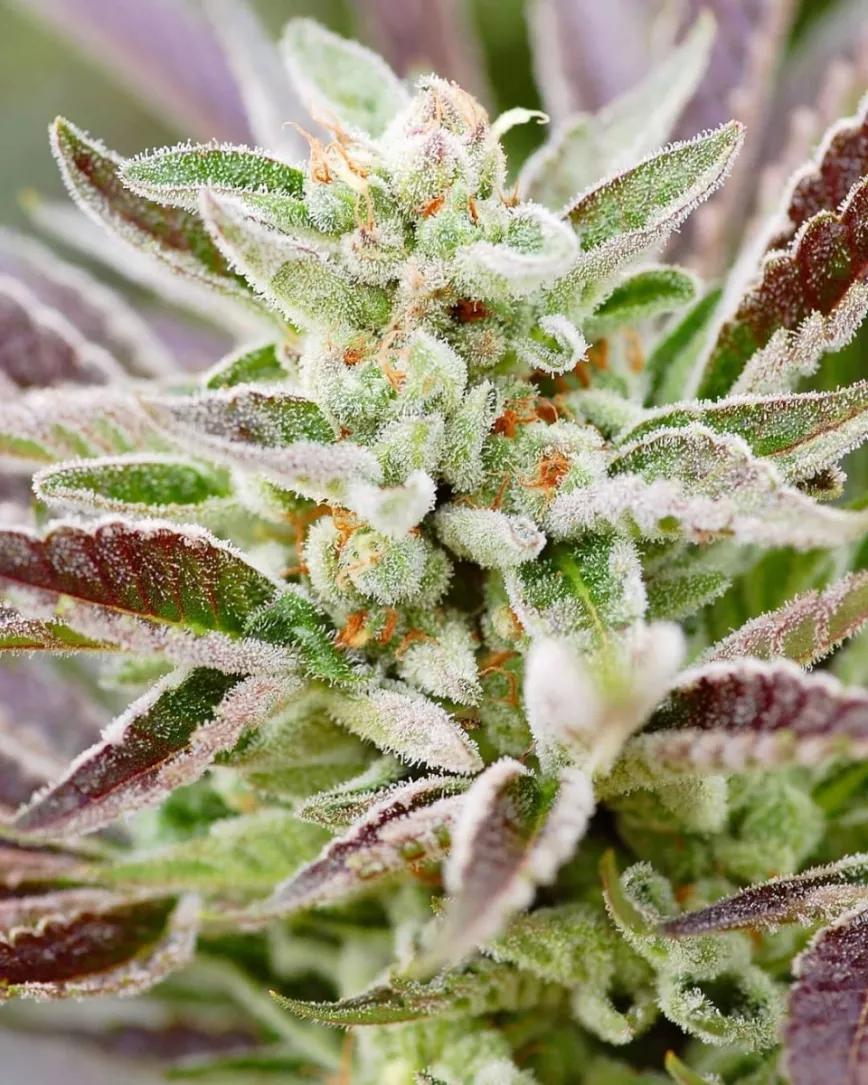 Orange Valley O.G de Frontier Farms Cannabis