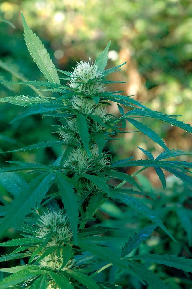 Los aminoácidos directamente aplicados sobre las plantas les ayudan a soportar las situaciones estresantes