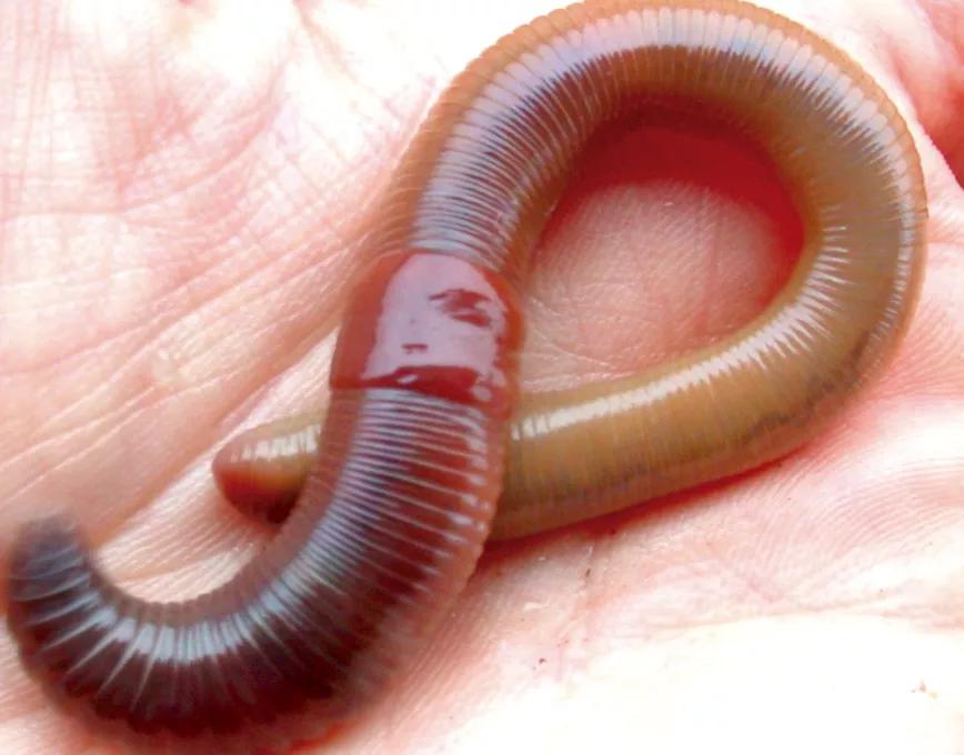 Las lombrices producen humus y mantienen la tierra aireada