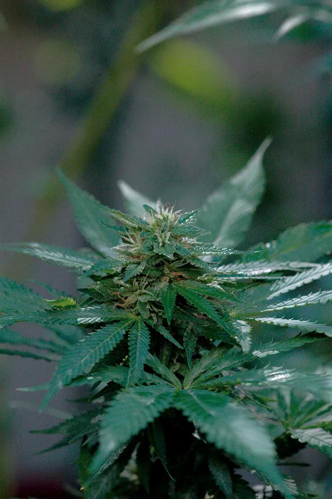 Los cogollos bajos y sombreados engordan poco