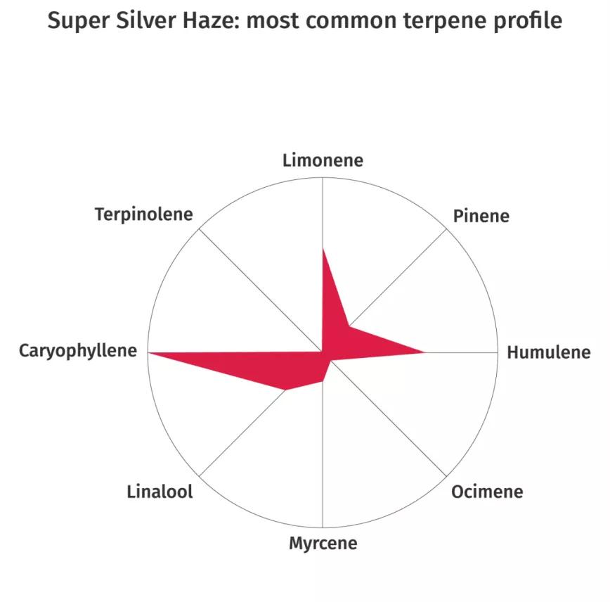 Super Silver Haze:  Posiblemente una de las variedades más conocidas. Además de fumarla con fruición la gente la suele usar para crear otras híbridas de calidad. Ella ya es un cruce entre Skunk, Northern Lights y Haze, variedades buenas y populares. Se suele asociar al consumo de “día” por sus efectos vigorizantes.
