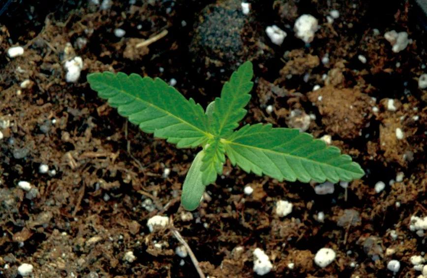 Plántulas débiles y delicadas.