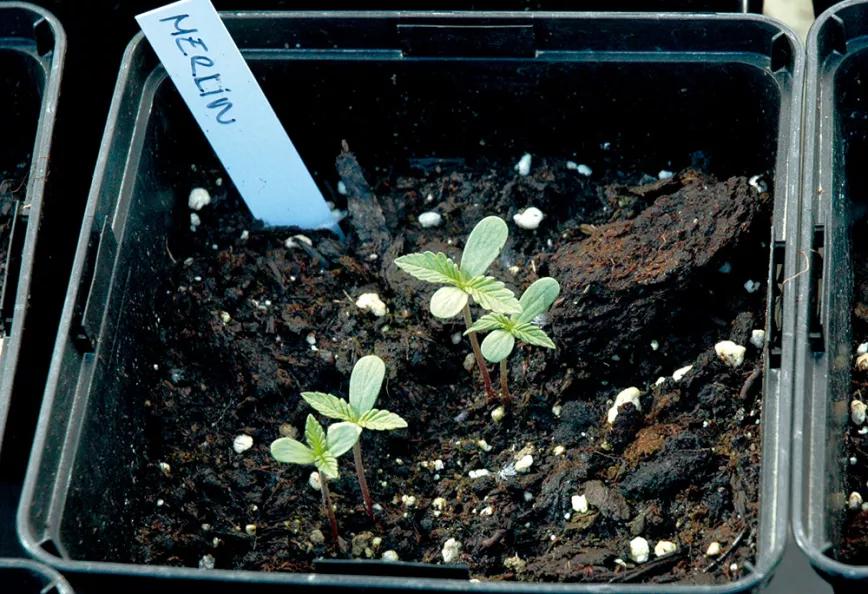 Semillas plantadas juntas