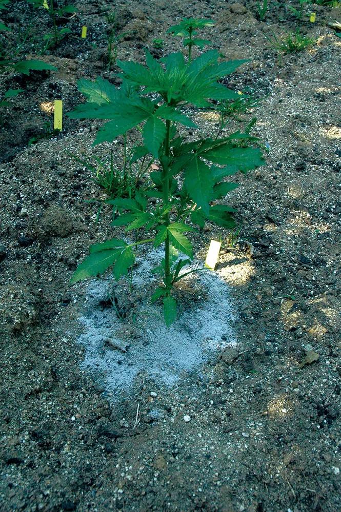 La ceniza alrededor del tallo mantiene alejados los caracoles