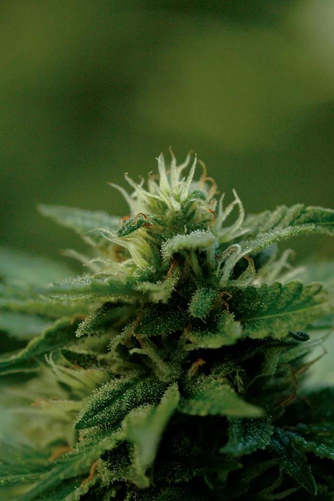 La resina ayuda a proteger a las plantas 